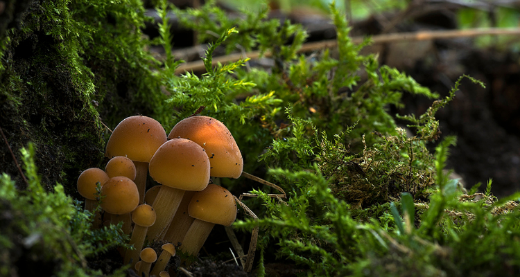 Immagine che raffigura Diventa Esploratore della Biodiversità: le piante commestibili